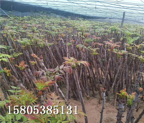 香椿树苗在吉林白城联系方式1米高香椿树苗多少钱卖